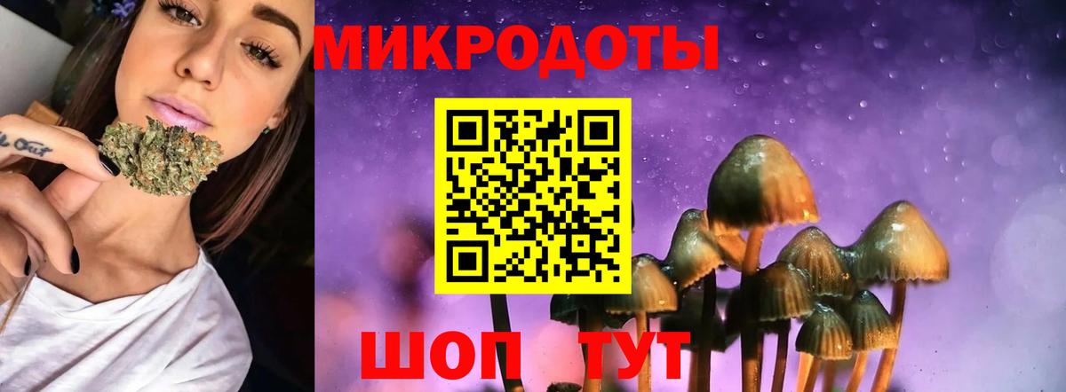 Галлюциногенные грибы Psilocybe Лесозаводск